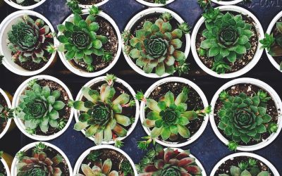 How to Make an Indoor Succulent Garden