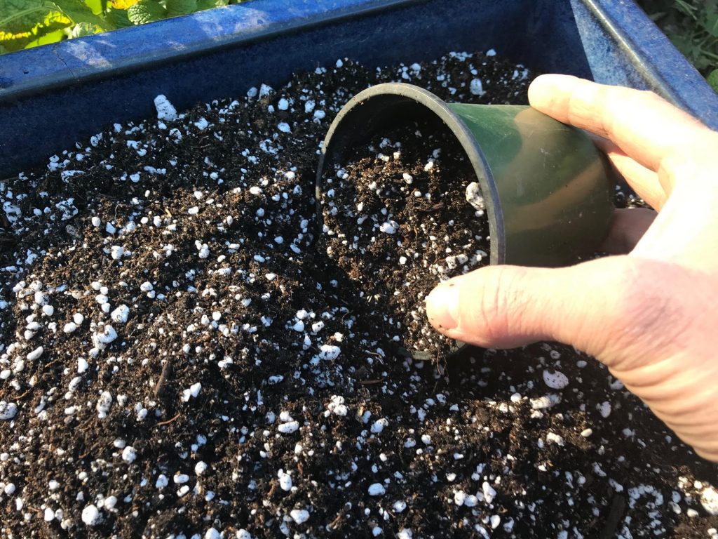 Loose indoor vegetable garden soil with perlite being poured into a container.