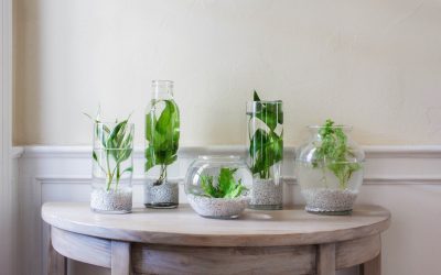How to Make an Indoor Water Garden