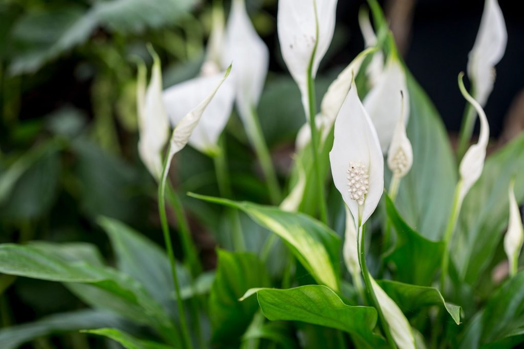 Peace lily in an indoor vertical planter.