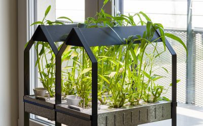 Best Indoor Hydroponic Garden