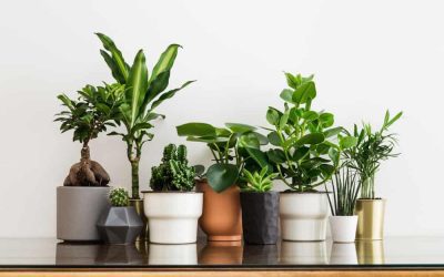 Creating Your Personalized Indoor Garden: 6 Diverse Plant Options to Consider
