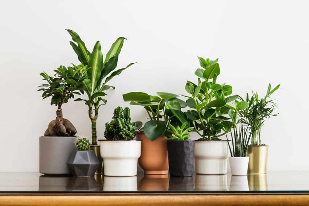 Creating Your Personalized Indoor Garden: 6 Diverse Plant Options to Consider