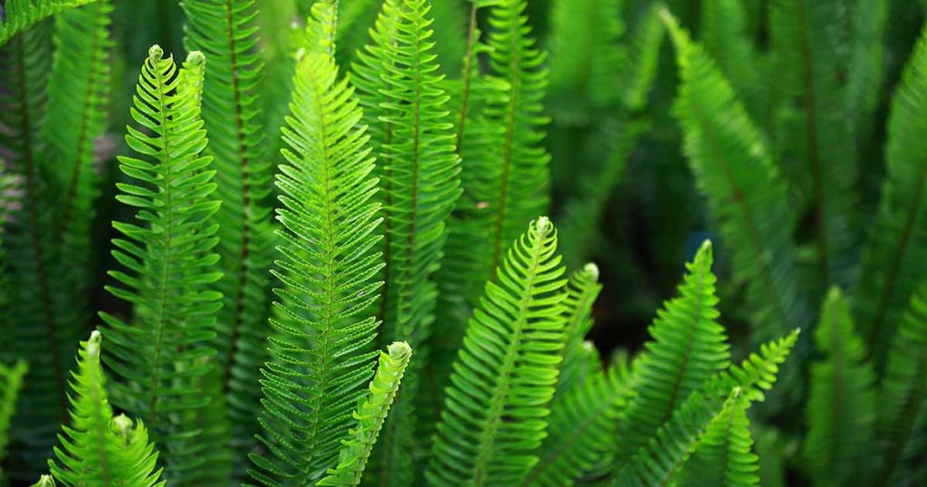 Fern growing in an indoor vertical garden.