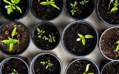 Indoor Vegetable Garden Soil: The Complete Beginner’s Guide