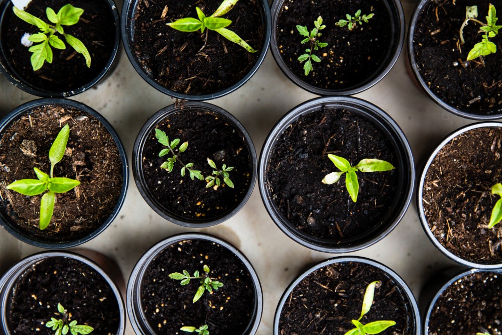 Indoor vegetable garden containers filled with rich potting soil and young plants.