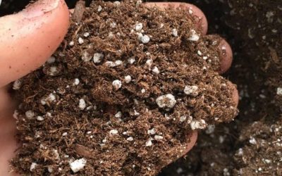 Indoor Vegetable Garden Soil: A Comprehensive Guide
