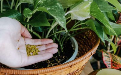 The Ultimate Guide to Indoor Plant Fertilizers: Types, Benefits, and Best Practices