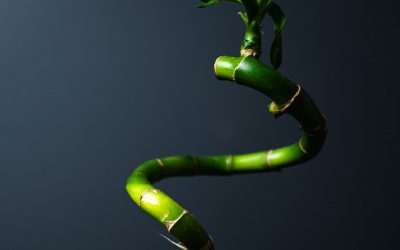 Lucky Bamboo Plant in Soil: A Comprehensive Guide
