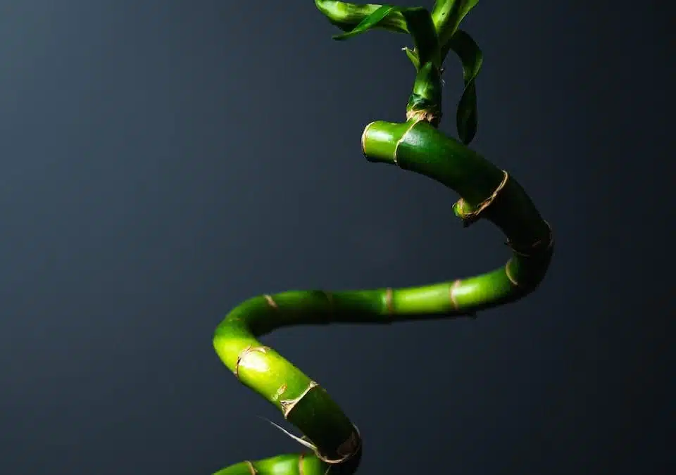 Curved green lucky bamboo cane with new leafy growth