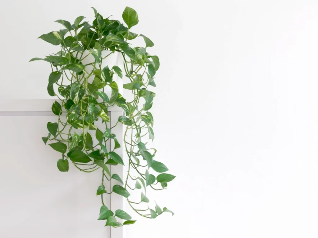 Pothos trailing in an indoor vertical garden pocket.