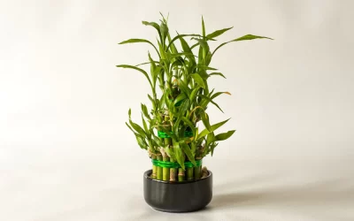 Indoor Bamboo Garden: Definitive Guide