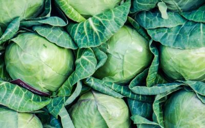 Cabbage Diseases and Pests Control