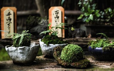 How To Make An Indoor Moss Garden