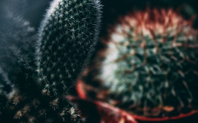 How to Make an Indoor Cactus Garden