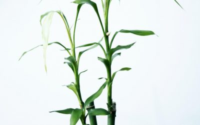Lucky Bamboo Plant: A Comprehensive Guide