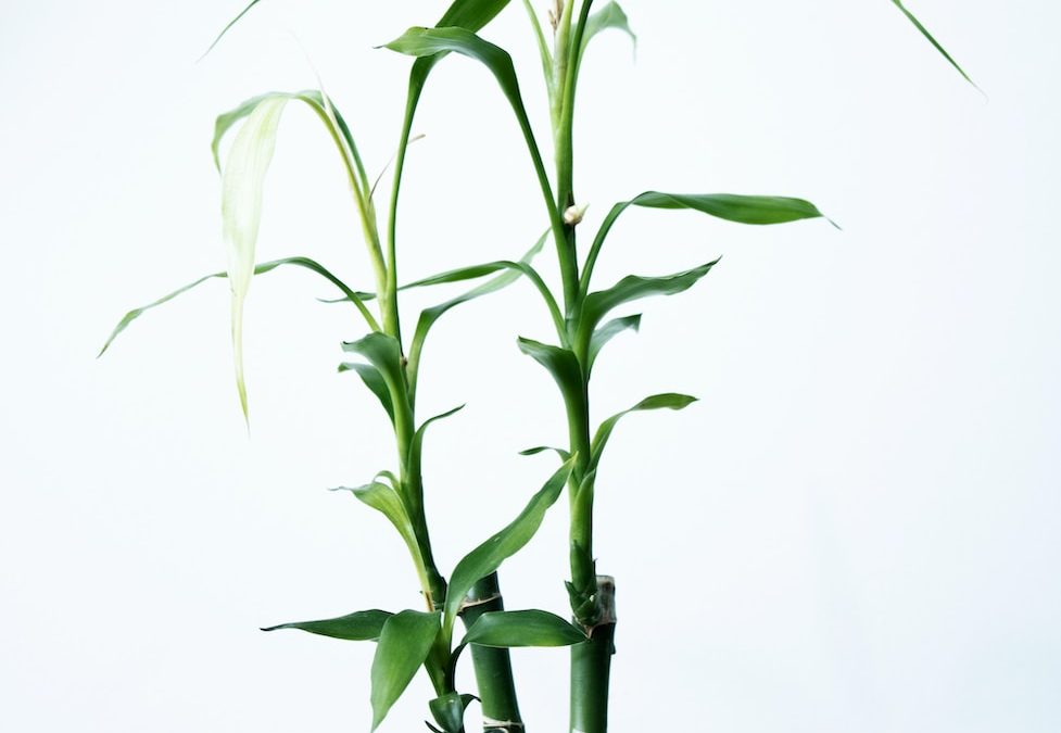 Lucky Bamboo Plant: A Comprehensive Guide