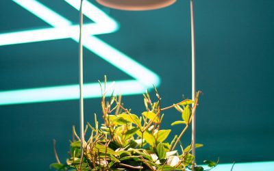 Indoor Hanging Garden