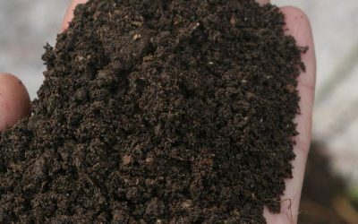 Composting Techniques: A Green Approach to Waste Management