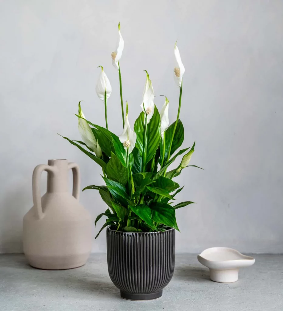 best plants for your bathroom