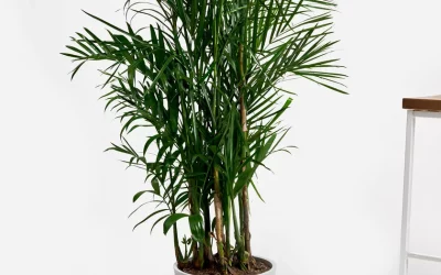 Bamboo Palm