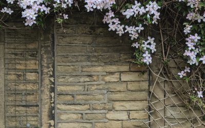 Best Climbing Plants for Every Type of Garden