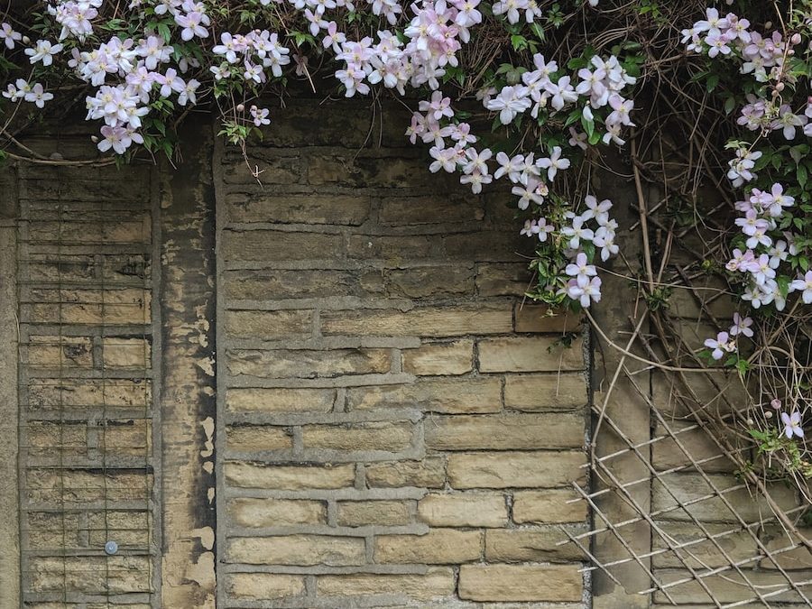Best Climbing Plants for Every Type of Garden