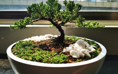 What is a Bonsai Tree?