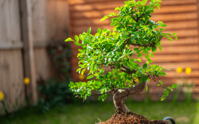 Chinese Elm Bonsai