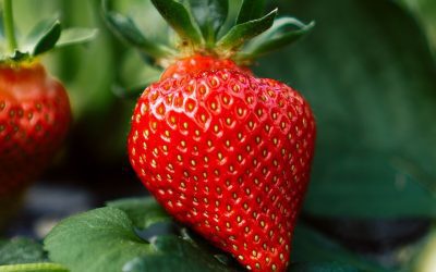 How to Grow Strawberries: The Ultimate Guide