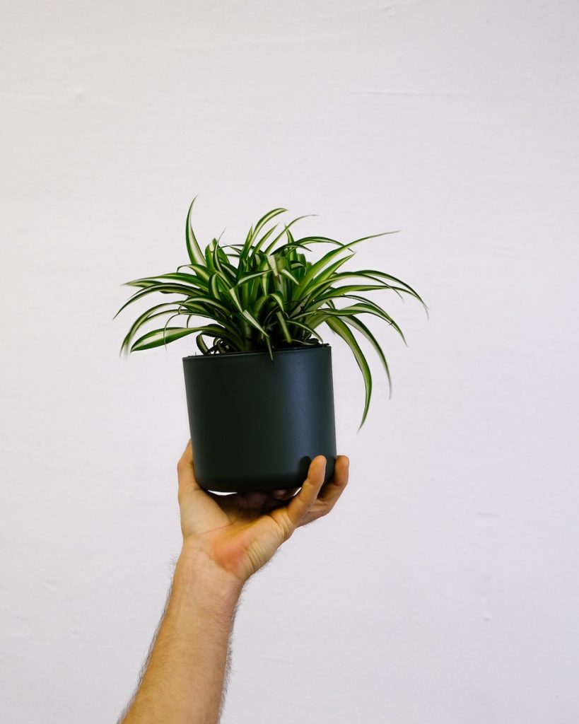 cleaning dust from a bathroom plant leaf with a soft cloth