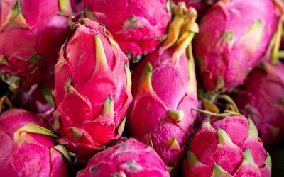 How to Grow Dragon Fruit: A Detailed Step-by-Step Guide