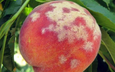 Peach Tree Diseases
