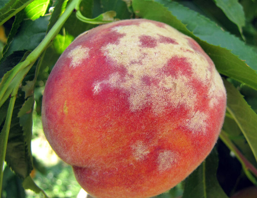 Peach Tree Diseases