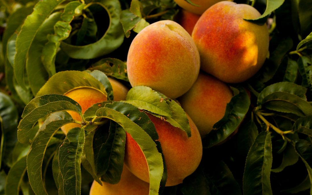 Your Guide to Growing Peaches Inside