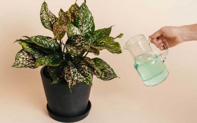 Liquid Fertilizer