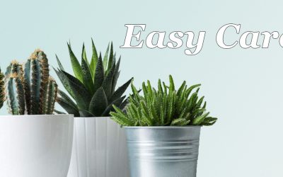 Low Maintenance Indoor Plants