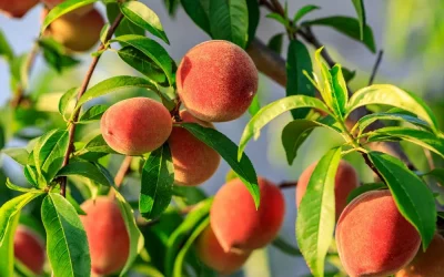 Peach Tree Care: Your Complete Guide