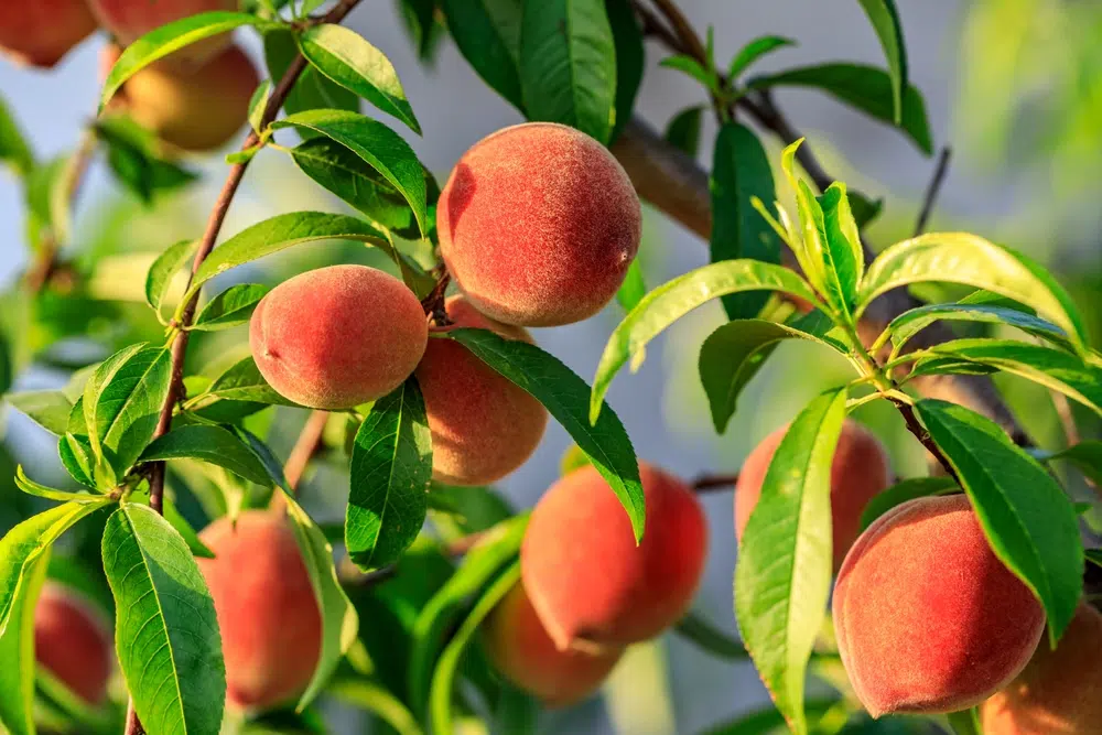 Peach Tree Care: Your Complete Guide