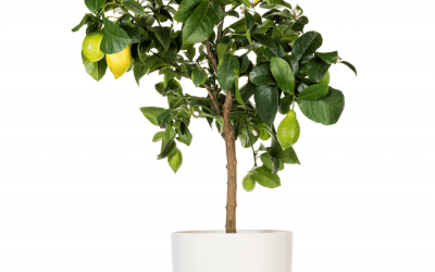 Dwarf Lemon Trees: A Comprehensive Guide