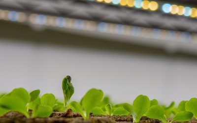 Best Lights for Indoor Gardening