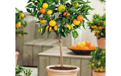 Growing Dwarf Orange Trees