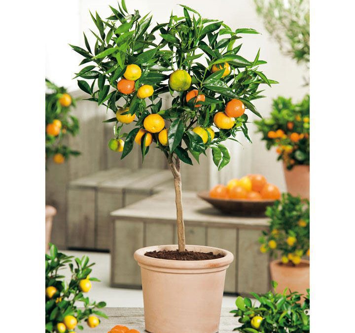 Growing Dwarf Orange Trees Indoors Complete Guide Growing Dwarf Orange Trees Indoors Complete Guide