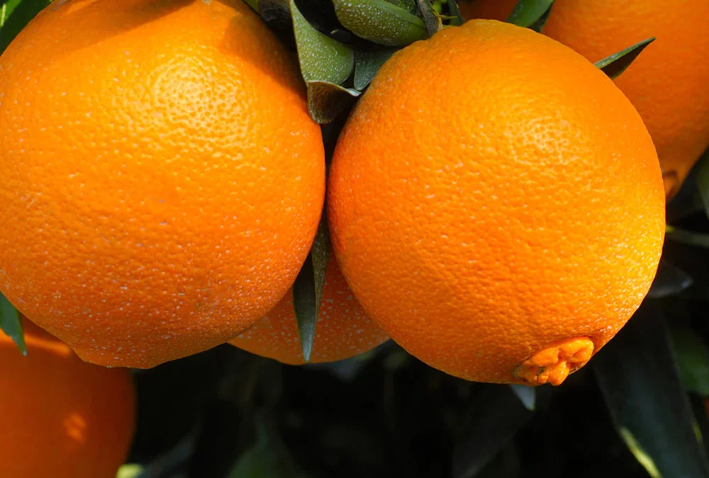 Protecting Dwarf Orange Trees: A Guide to Pest Management and Overall Care