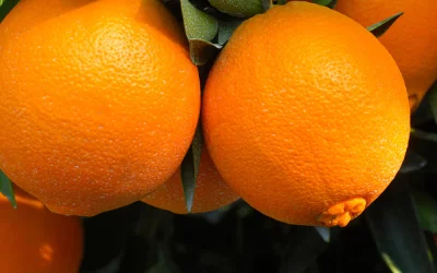 Protecting Dwarf Orange Trees: A Guide to Pest Management and Overall Care