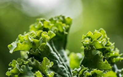 Growing Kale: A Comprehensive Guide for Beginners