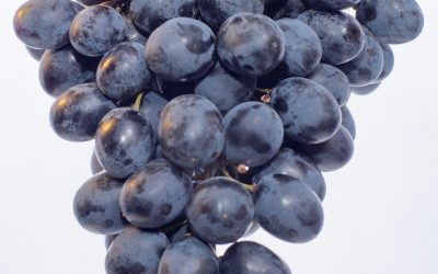 How to Grow Grapes: A Detailed Guide for Gardeners