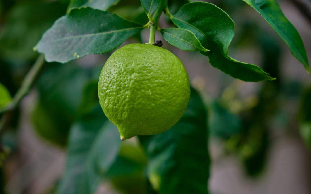 Best Way of Growing Lime Trees