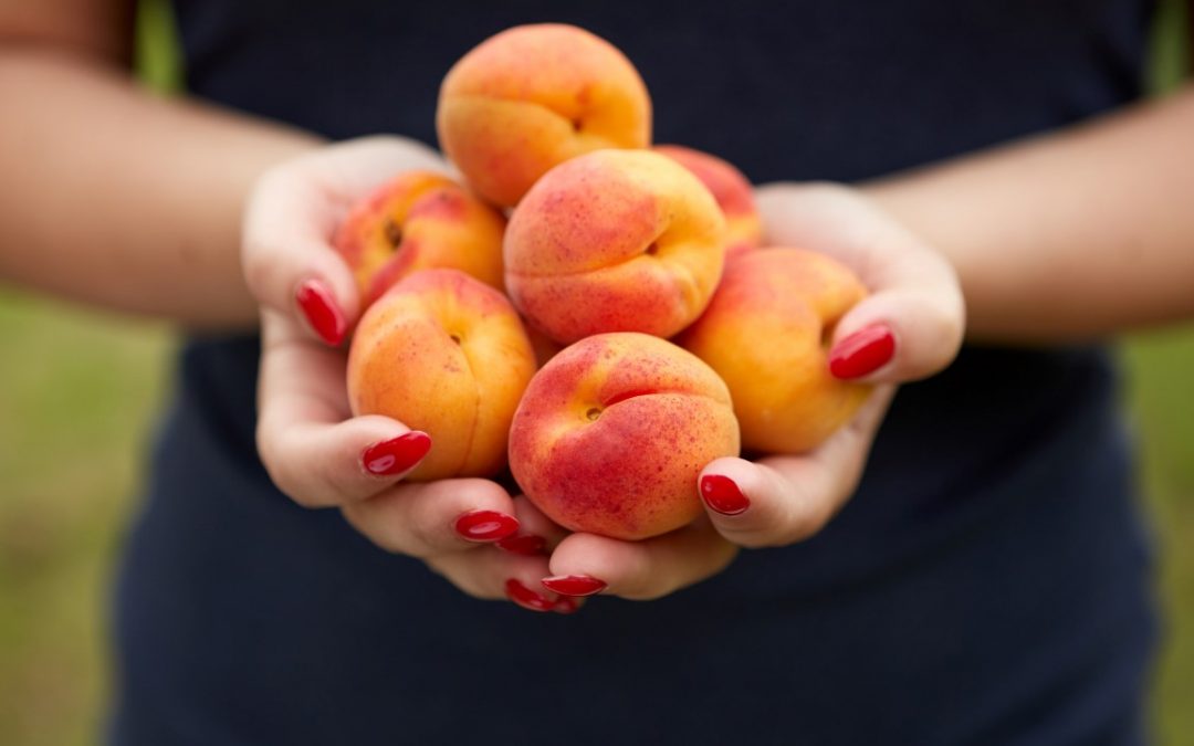 Ensuring the Health of Your Apricot Trees: A Detailed Guide