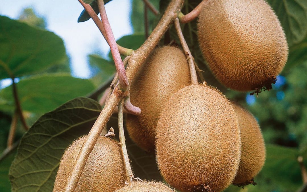 The Complete Guide to Nurturing Kiwi Plants